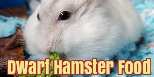 Featured image of post Steps to Prepare Is Millet Healthy For Hamsters