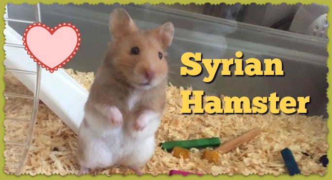 Syrian Hamster Size Chart