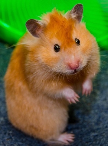 short haired hamster