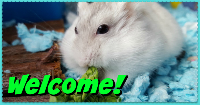 Dwarf Hamster Care Roborovski Russian Chinese Hamsters,Chinese Gender Calendar