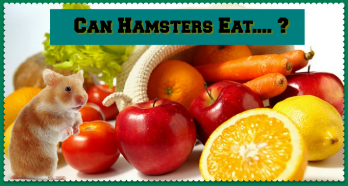 Hamster Healthy Diet