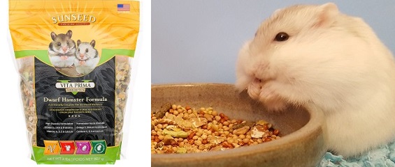 What can sale dwarf hamster eat