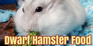 Dwarf Hamster Food