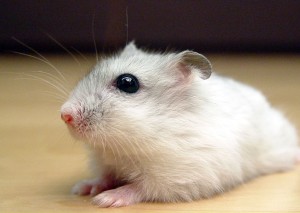 pearl winter white dwarf hamster