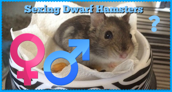 male dwarf hamster