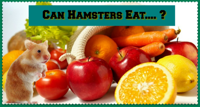 How much food should i feed my hamster a day Can Hamsters Eat Hamster Safe Food List Dwarfhamsterhome Com