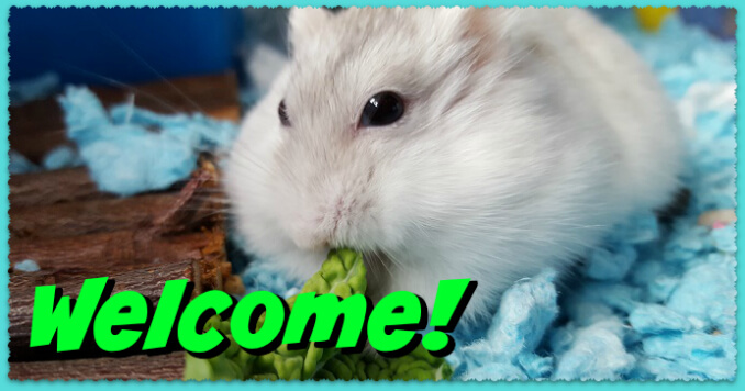 roborovski hamster care